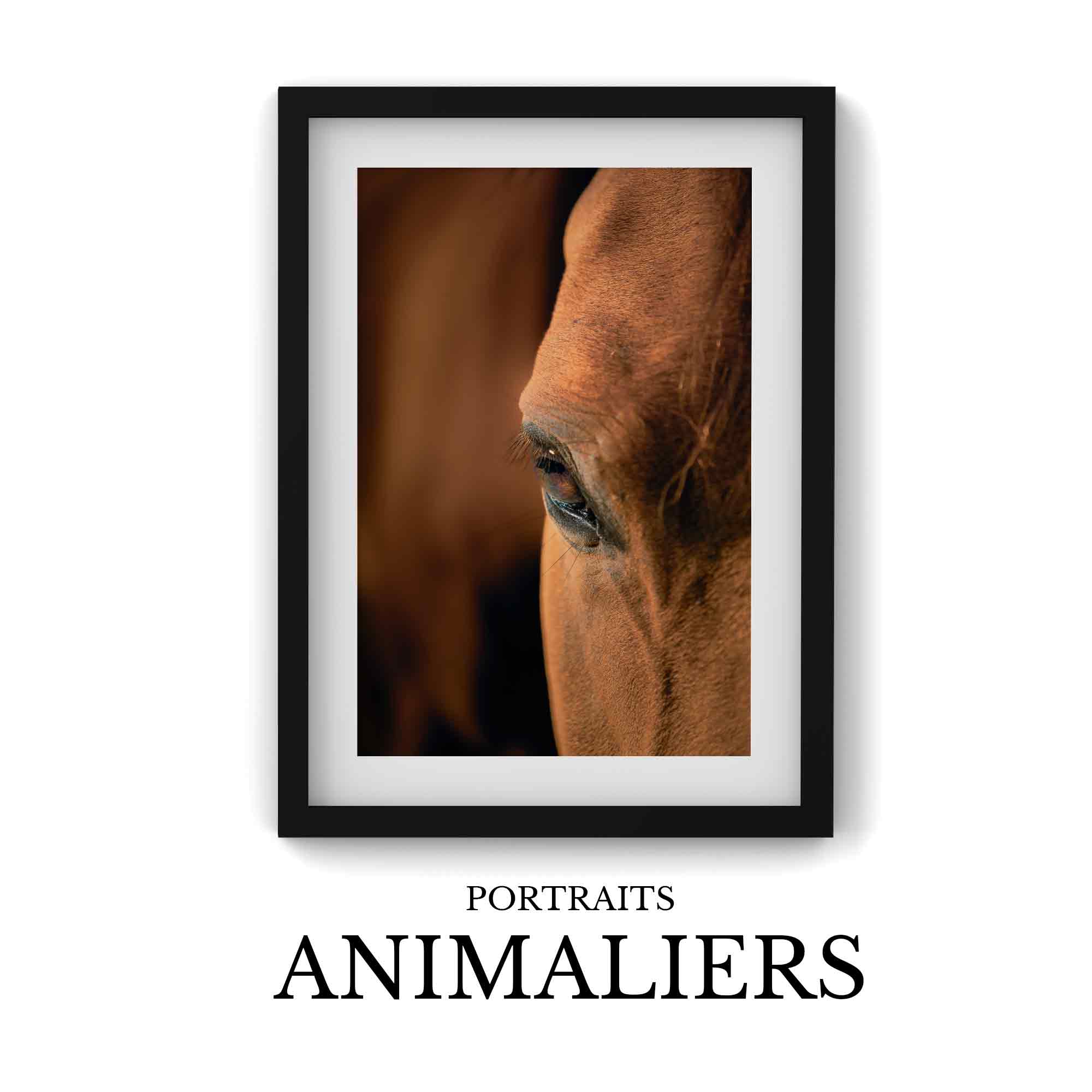 Portraits Animaliers