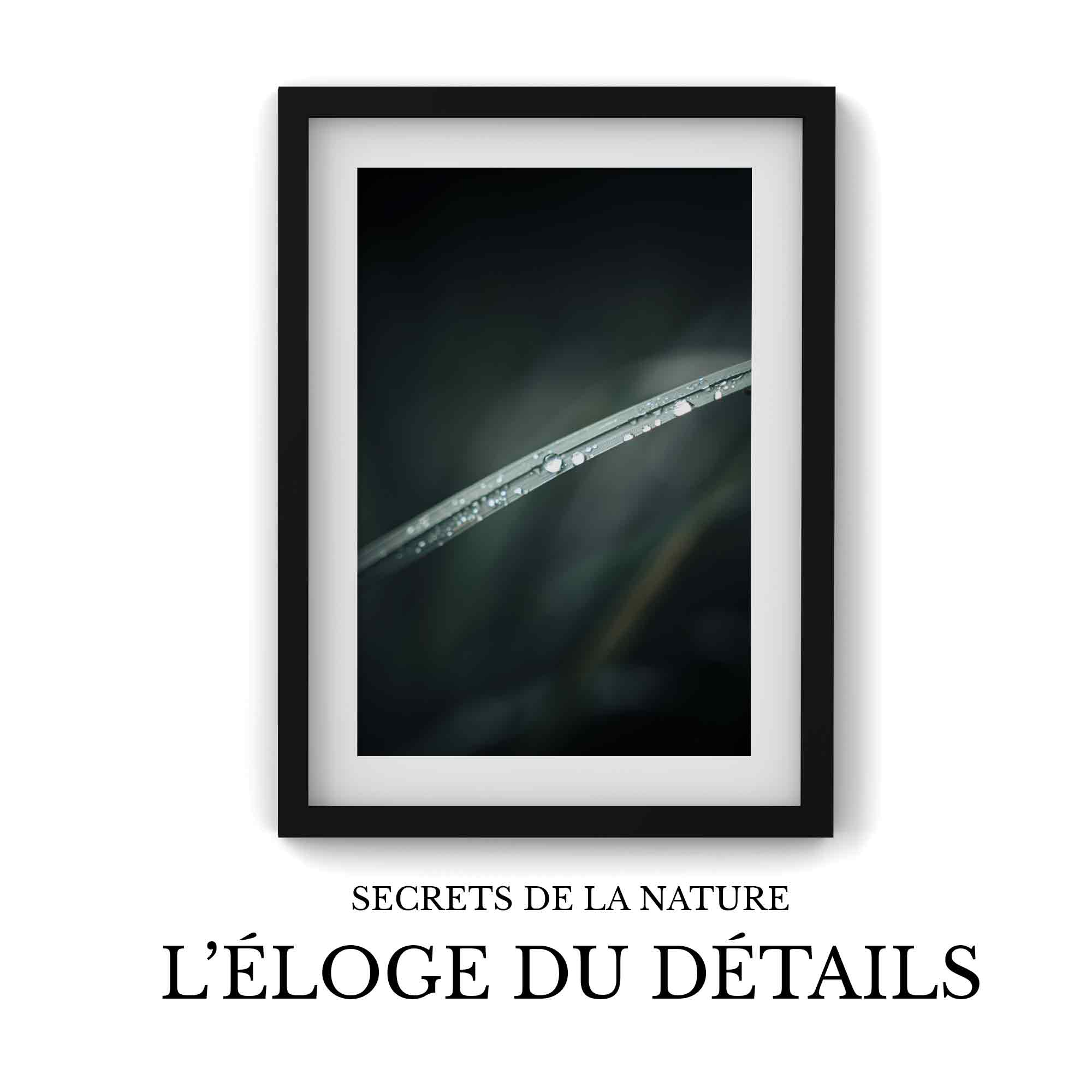 Secrets de la Nature : L'Éloge du Détail